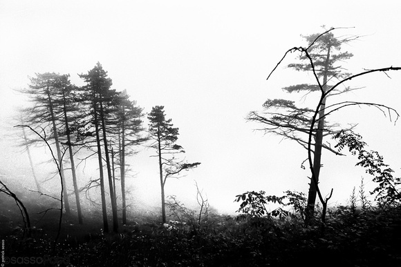 naples tree fog